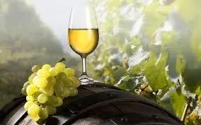 Moscatel de Valencia - Cherubino